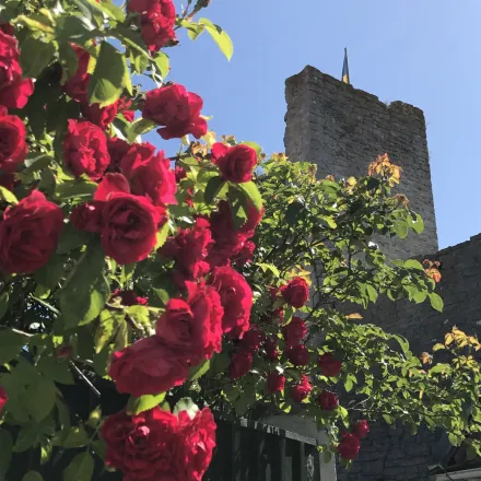 Roses in front of a wall close to Almedalen.