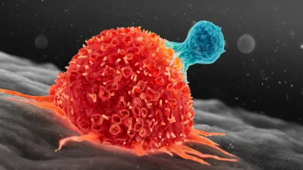 T cell and cancer cell.
