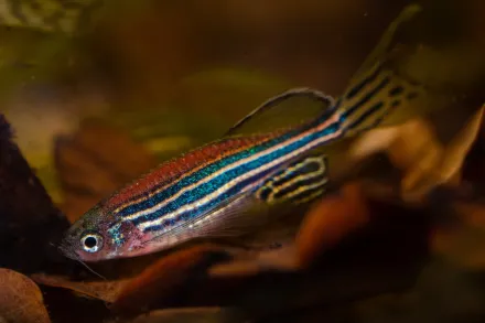 Zebrafish