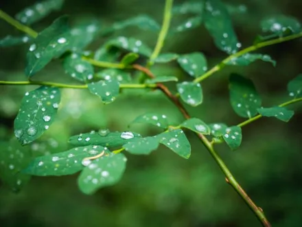 An image with green leefs covered in water drops