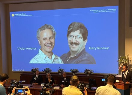 Nobelpriset i fysiologi eller medicin 2024 tilldelas Victor Ambros och Gary Ruvkun