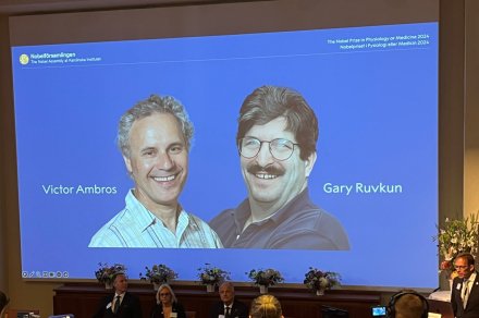 Nobelpriset i fysiologi eller medicin 2024 tilldelas Victor Ambros och Gary Ruvkun