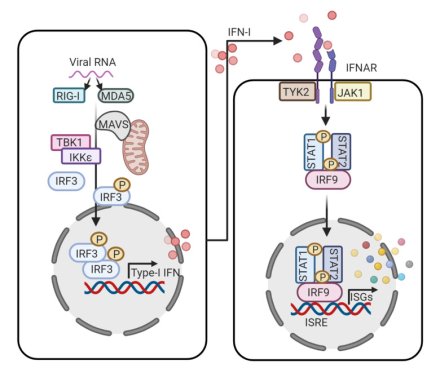 Illustration av scheme graph of the type I interferon signaling pathways.