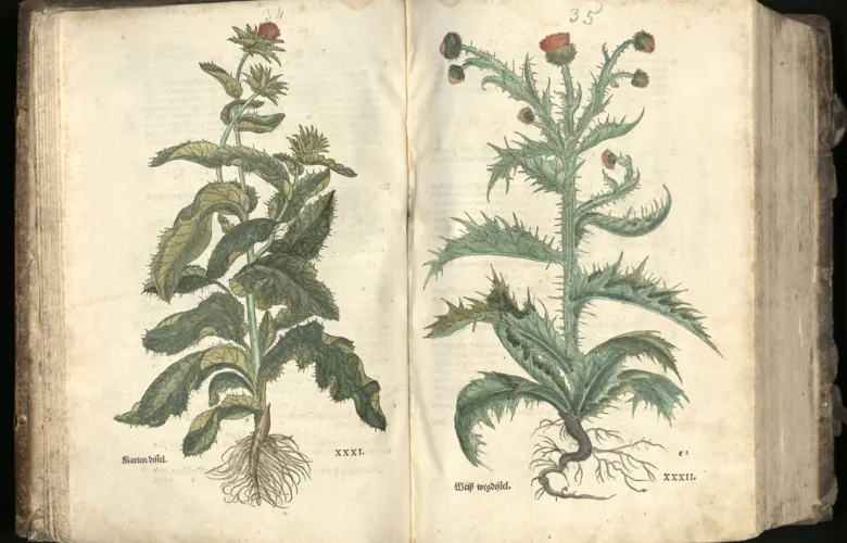 Two thistles, &quot;Marien distel&quot; and &quot;Weiss weg distel&quot; by artists Heinrich Fullmaurer, Veit Rudolph Speckle, Albrecht Meyer. Hand coloured woodcut, 1543.