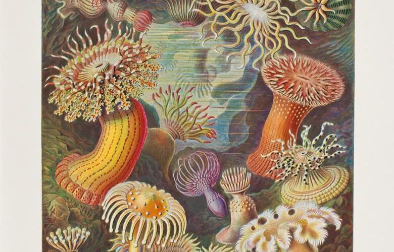 “Actiniae, Seeanemonen” by Ernst Haeckel (1834 - 1919). Colour lithograph, 1899 – 1904.