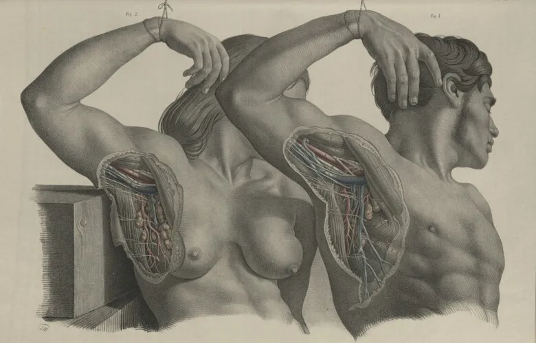 From &quot;Surgical Anatomy&quot; by Joseph Maclise (1815 – 1889). 1856.