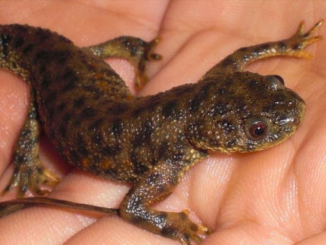 Salamander in a human hand.